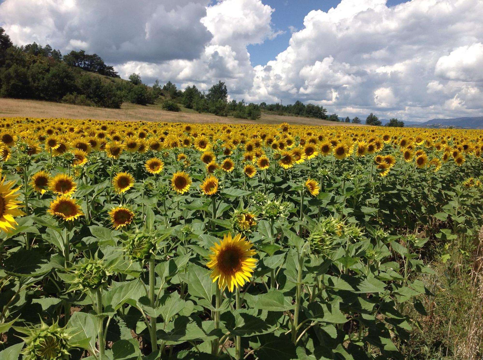 Le Petit Caboulot En Pleine Nature Vaumeilh ภายนอก รูปภาพ